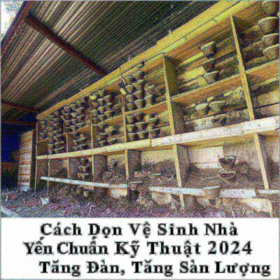 Cách Dọn Vệ Sinh Nhà Yến Chuẩn Kỹ Thuật 2024: Tăng Đàn, Tăng Sản Lượng